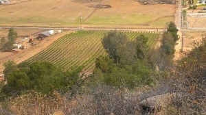 Lower Chuparosa Vineyard