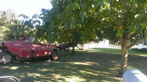Shaking Walnut Trees