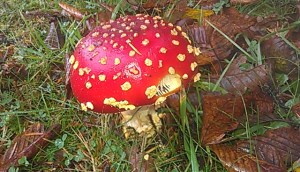 Psychedelic Mushroom