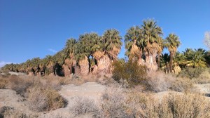 Coachella Valley Preserve , CA