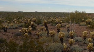 Sonoran Desert Ready to Bloom