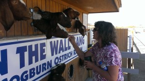 Hole in the Wall Gang