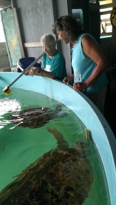 Turtle Conservation Center on South Padres Island, TX