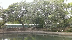 Those white dots are all birds building nests in Brackenridge Park, San Antonio, TX