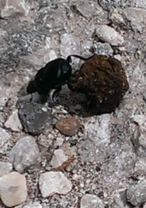 Dung Beetle rolling dung in mating ritual