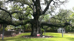 500 year old oak tree