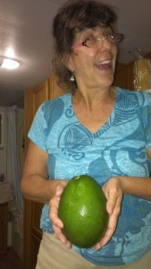 HUGE avocados grown in Florida