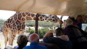 Sherry feeds the giraffe.