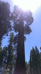 Giant Sequoia "Grant Tree"