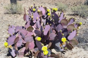 2016-04-02 13.51.29 Cactus and flowers