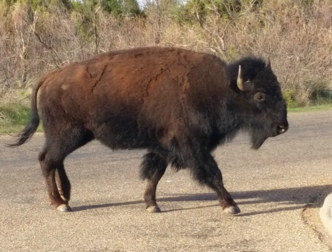 2016-04-26 08.20.53 Bison at Caprock State Park TX edited
