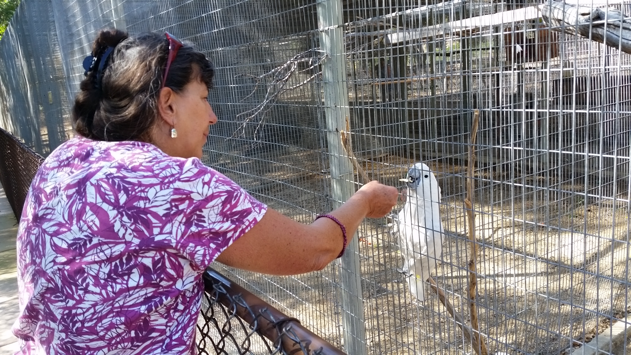 2017-09-16 Sherry with Julie the Cockatoo in Santa Paula CA